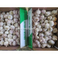 Normal Garlic 2020 Fresh Garlic